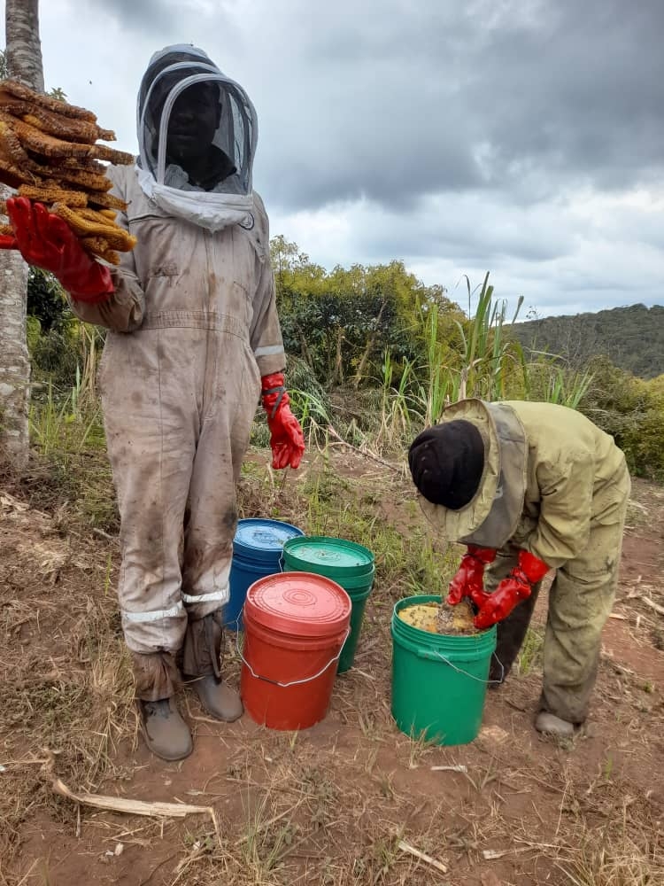 Beekeepers working with honey hives in Tanzania