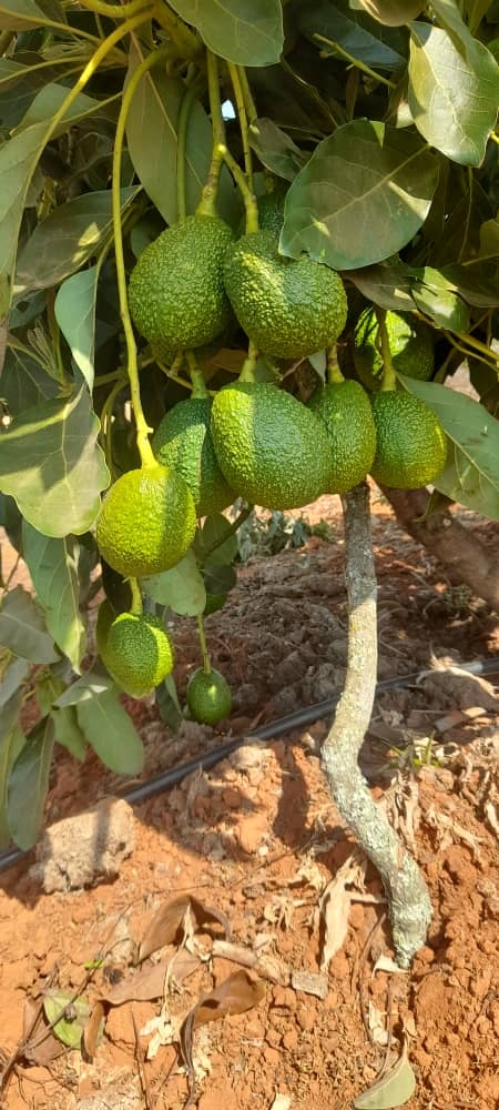 Avocados growing on a partner farm tree