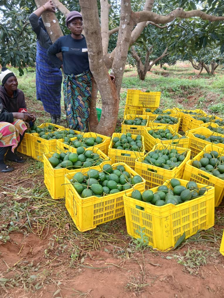 Fresh avocados in yellow harvest crates